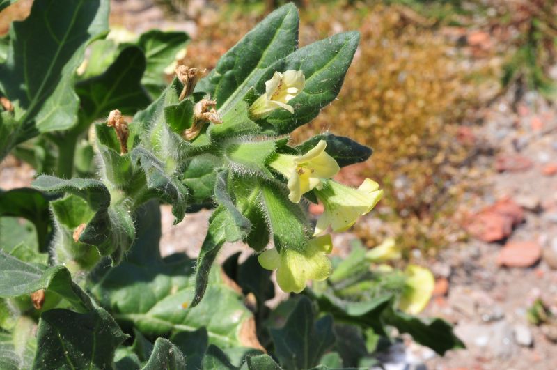 Hyoscyamus albus - Giusquiamo bianco